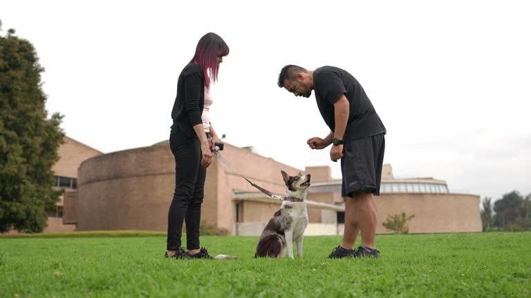 Fort Myers’ Premier Dog Boarding Destination